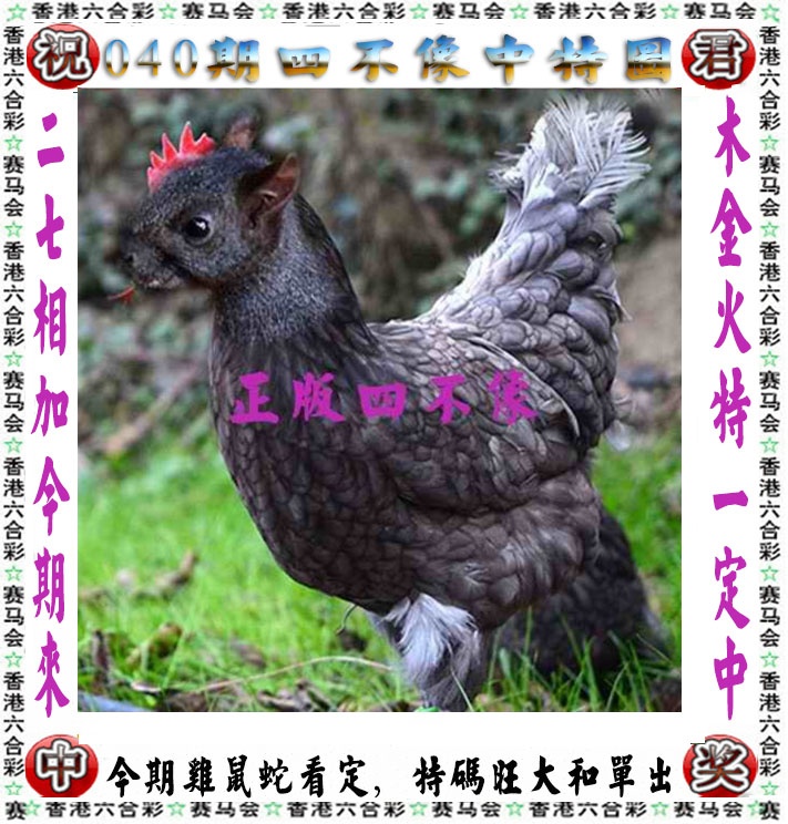 马会传真040期：正版四不像
